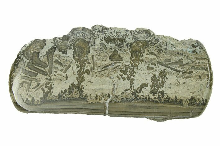 Triassic Aged Stromatolite Fossil - England #285834